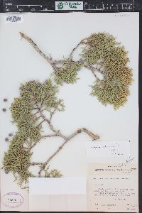 Juniperus osteosperma image