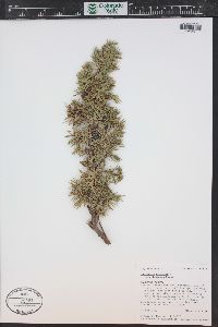 Juniperus communis var. depressa image