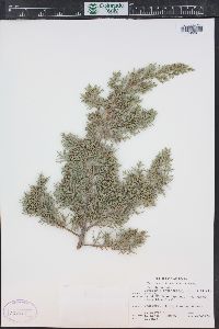 Juniperus osteosperma image