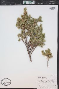 Juniperus communis var. depressa image