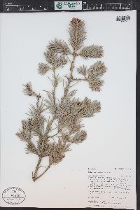 Abies lasiocarpa subsp. lasiocarpa image