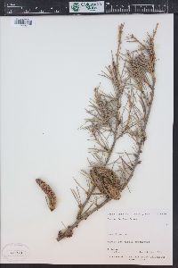 Cedrus deodara image