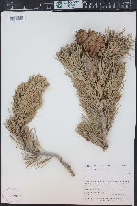 Pinus flexilis image