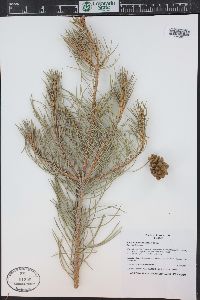 Pinus monophylla image