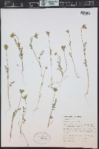 Daucus pusillus image