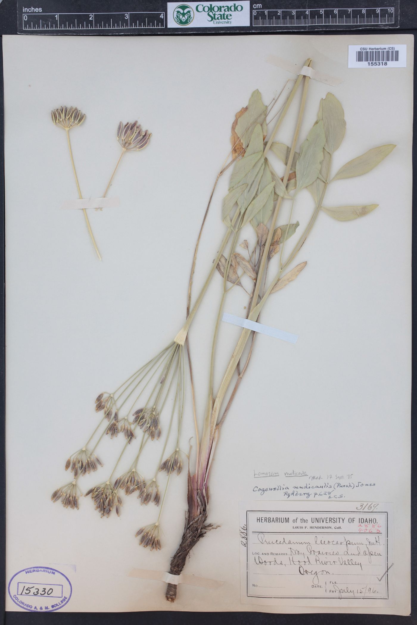 Lomatium nudicaule image