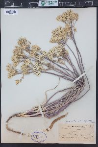 Lomatium macrocarpum image