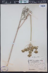 Lomatium robustius image