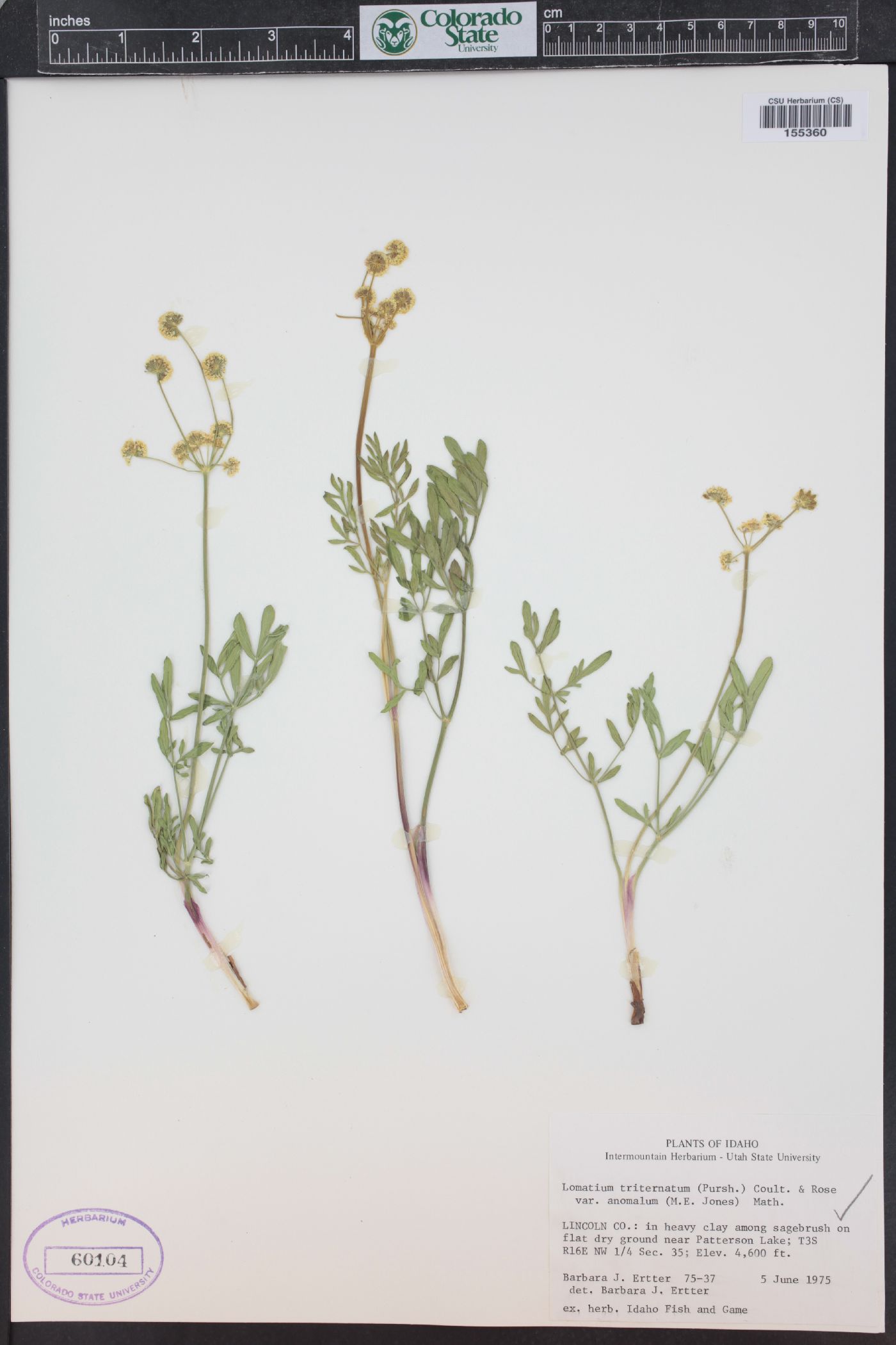 Lomatium simplex image