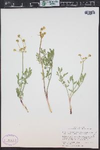 Lomatium simplex image