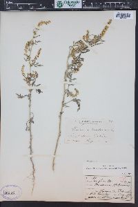 Ambrosia acanthicarpa image