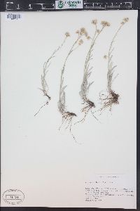 Antennaria luzuloides image