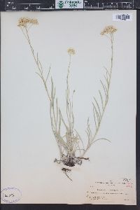 Antennaria luzuloides image