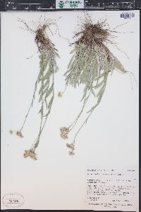 Antennaria luzuloides image