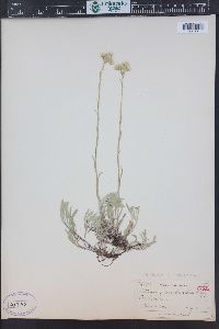 Antennaria corymbosa image