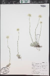 Antennaria microphylla image