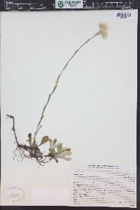 Antennaria neglecta image