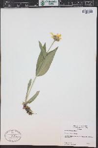 Arnica mollis image