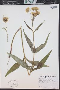 Arnica longifolia image