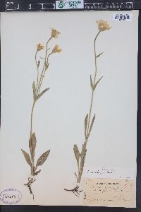 Arnica fulgens image