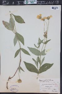 Arnica platyphylla image