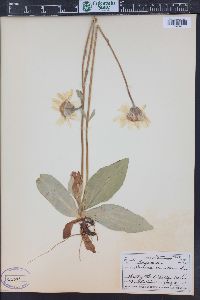 Arnica montana image