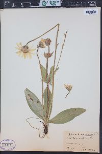 Arnica montana image