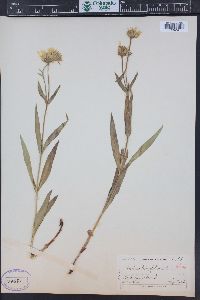 Arnica longifolia image