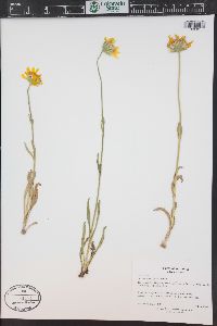 Arnica fulgens image