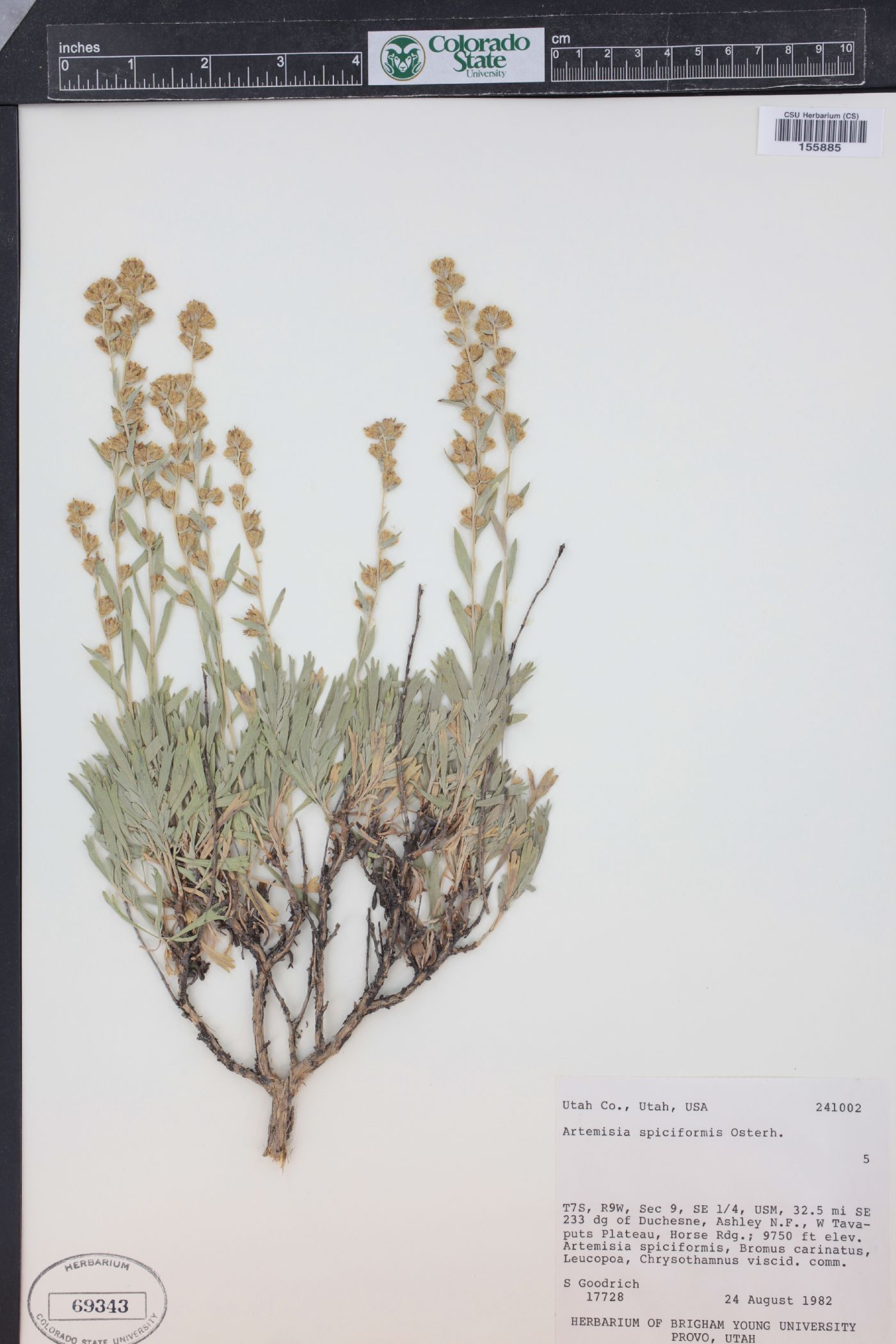 Artemisia spiciformis image