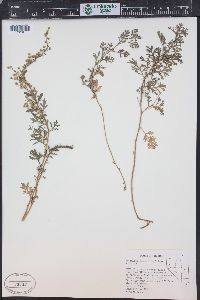 Artemisia packardiae image