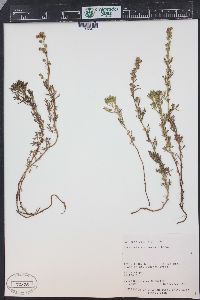 Artemisia michauxiana image