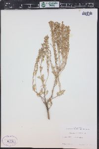 Artemisia tridentata image