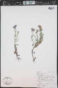 Symphyotrichum ascendens image