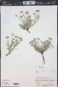 Erigeron pumilus image