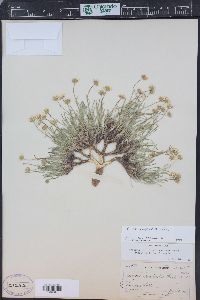 Erigeron nematophyllus image