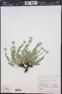 Erigeron nauseosus image