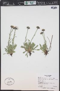 Erigeron melanocephalus image