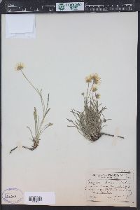 Erigeron ochroleucus image