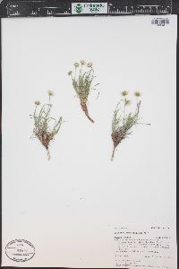 Erigeron nematophyllus image