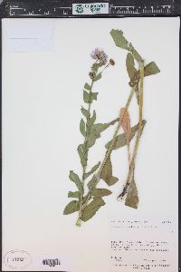 Erigeron speciosus image