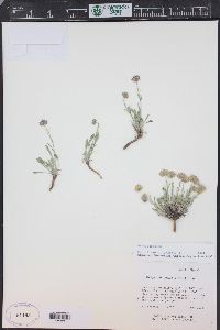 Erigeron eatonii image