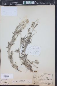 Eriophyllum lanatum image