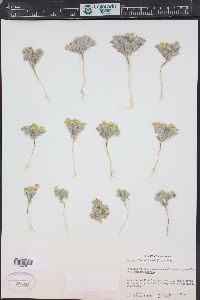 Eriophyllum wallacei image