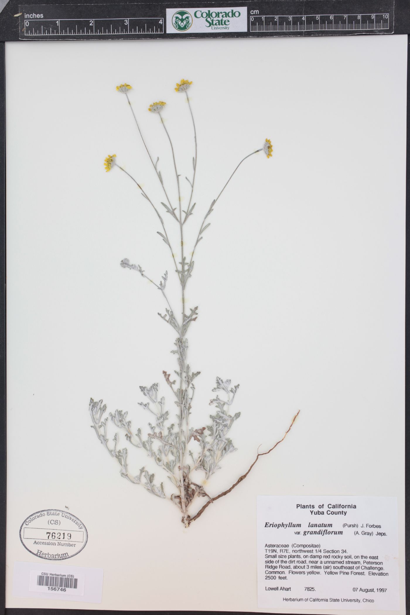 Eriophyllum lanatum var. grandiflorum image