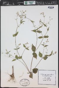 Galinsoga parviflora image