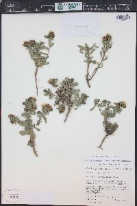 Grindelia squarrosa image