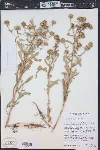 Grindelia squarrosa image