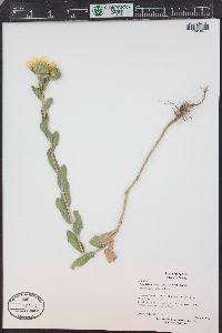 Grindelia squarrosa image