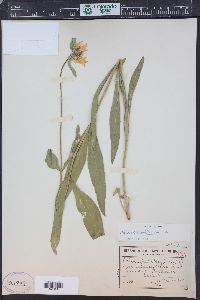 Helianthella uniflora image